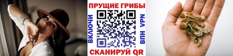 Псилоцибиновые грибы MAGIC MUSHROOMS  закладки  ОМГ ОМГ онион  Северобайкальск 